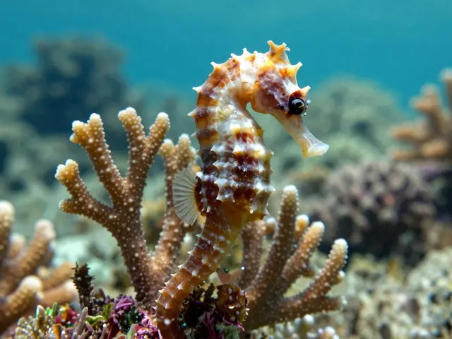 Kolik druhů mořských koníků existuje? Vše o kolagenu z Hippocampus
